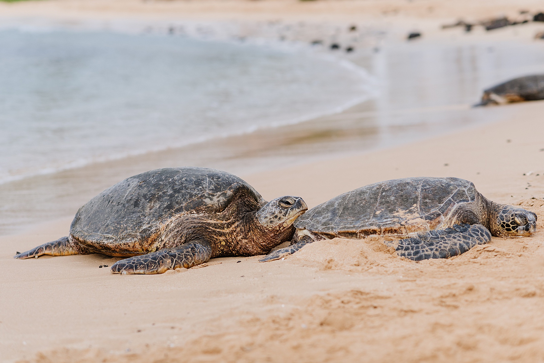 Turtles at Poipu Beach in Kauai, Hawaii