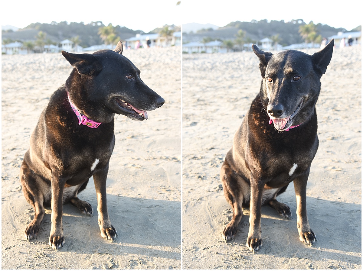 Pet Photography at Avila Beach with a German Shepherd & Rottweiler