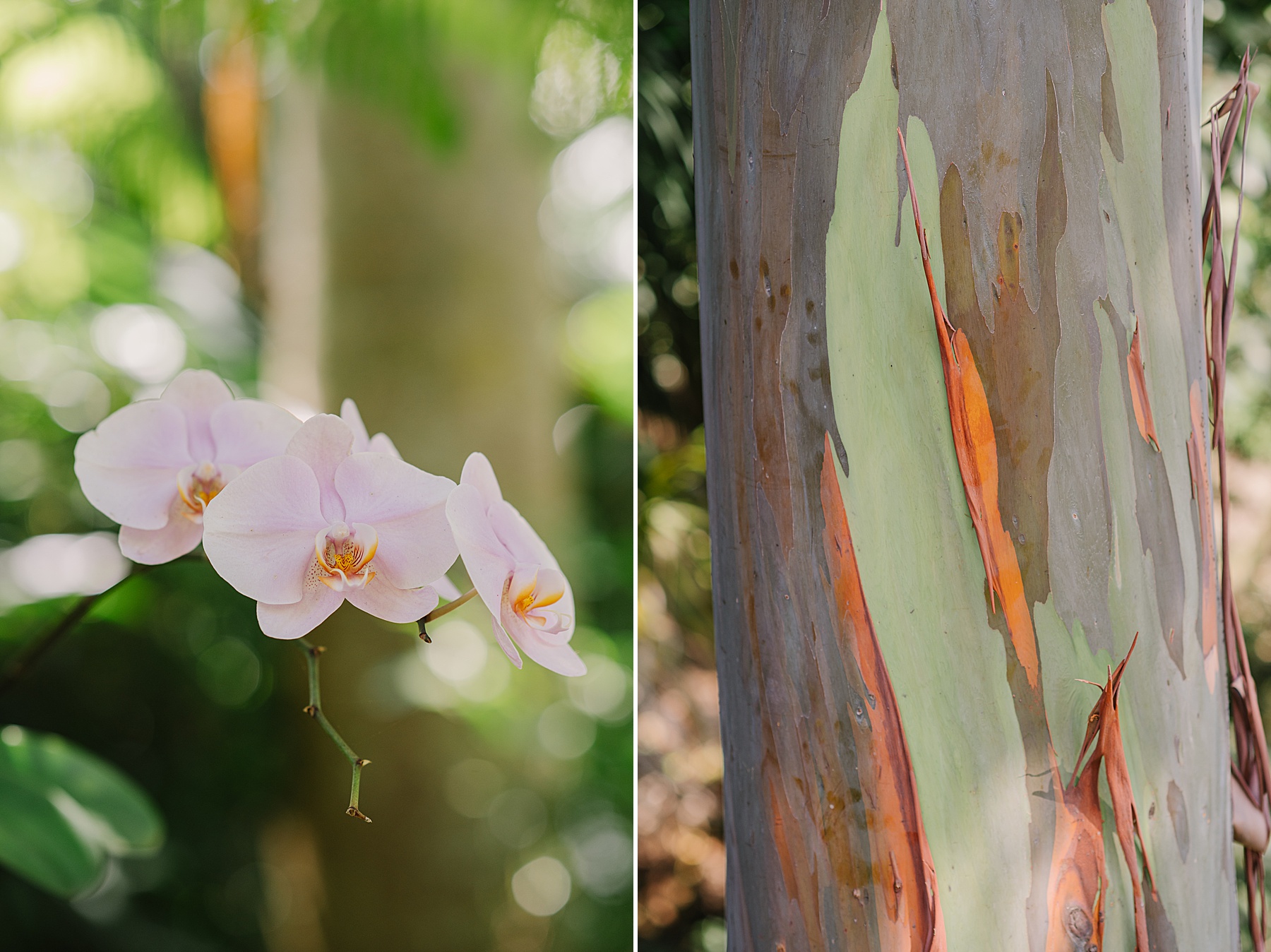 Side-by-side images of Kauai's tropical beauty: delicate pink orchids blooming in a lush green setting on the left and the vibrant, peeling bark of a rainbow eucalyptus tree on the right.