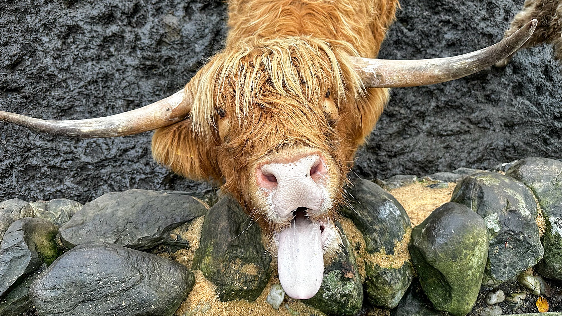 Exploring Scotland with a close-up of a Highland cow sticking its tongue out over a stone wall.
