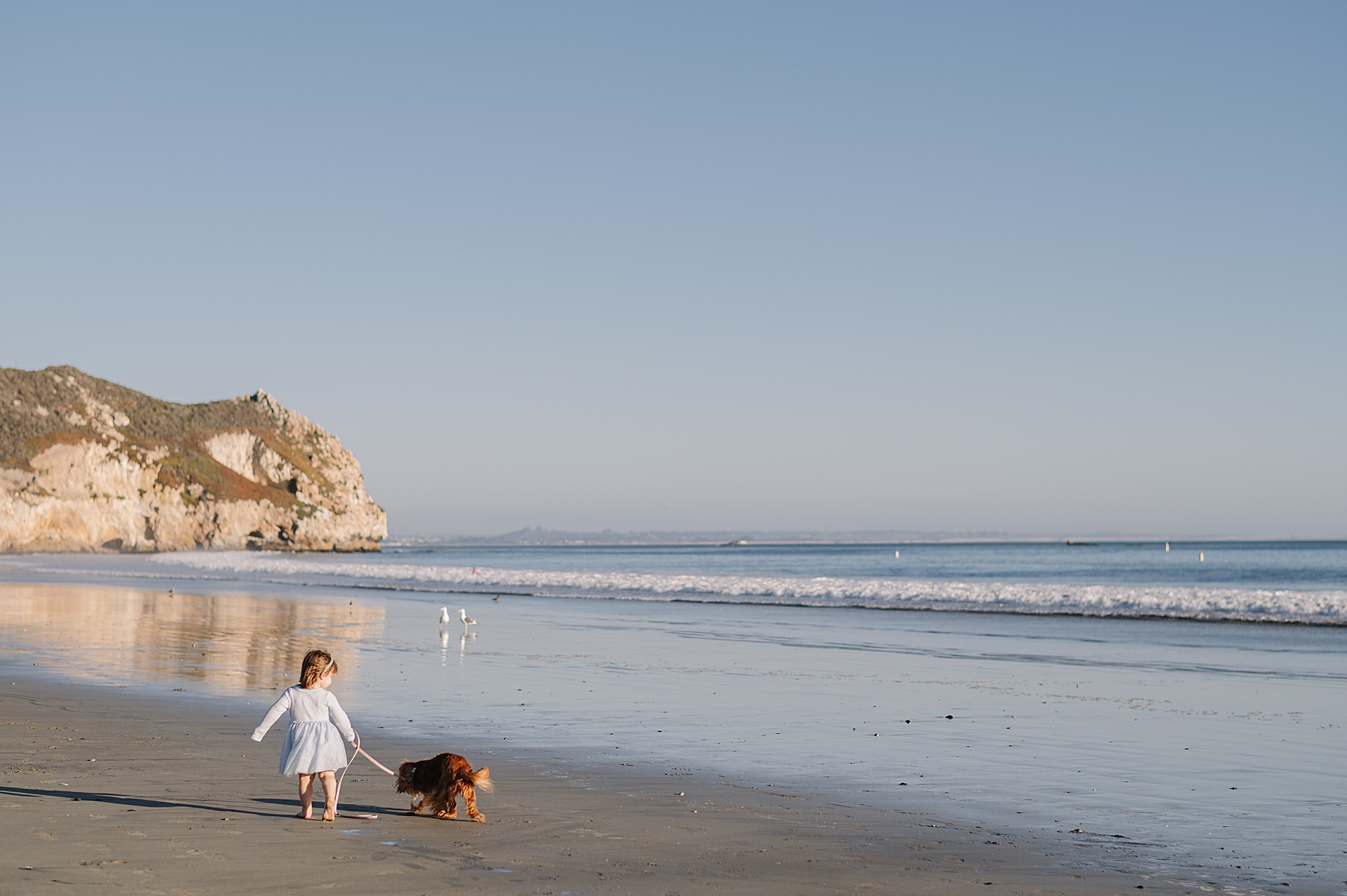 Toddler for family photos walking a small dog along the beach in San Luis Obispo during a family photography session.