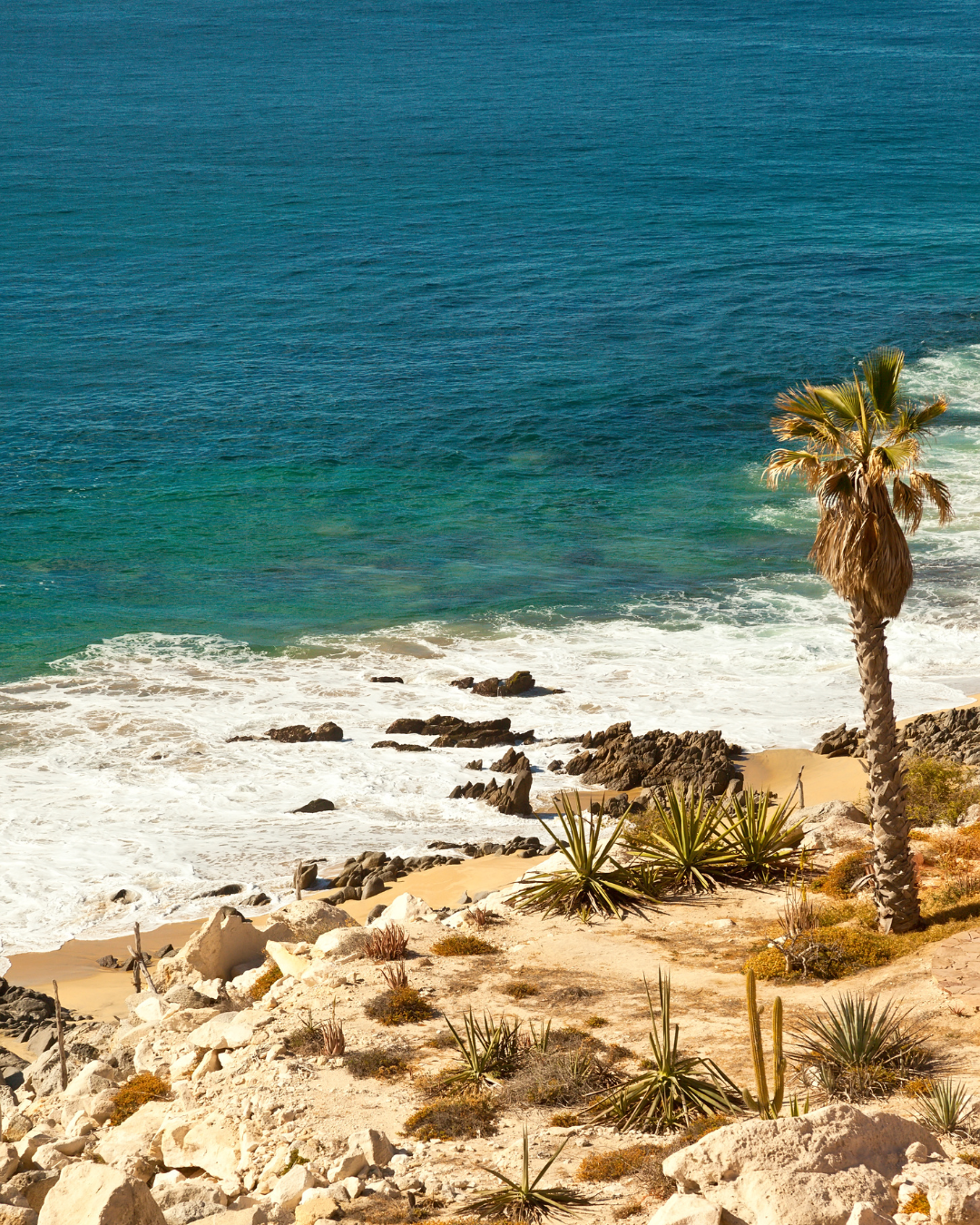 Scenic view of the rocky shoreline and turquoise ocean in Cabo San Lucas with a lone palm tree and desert vegetation.