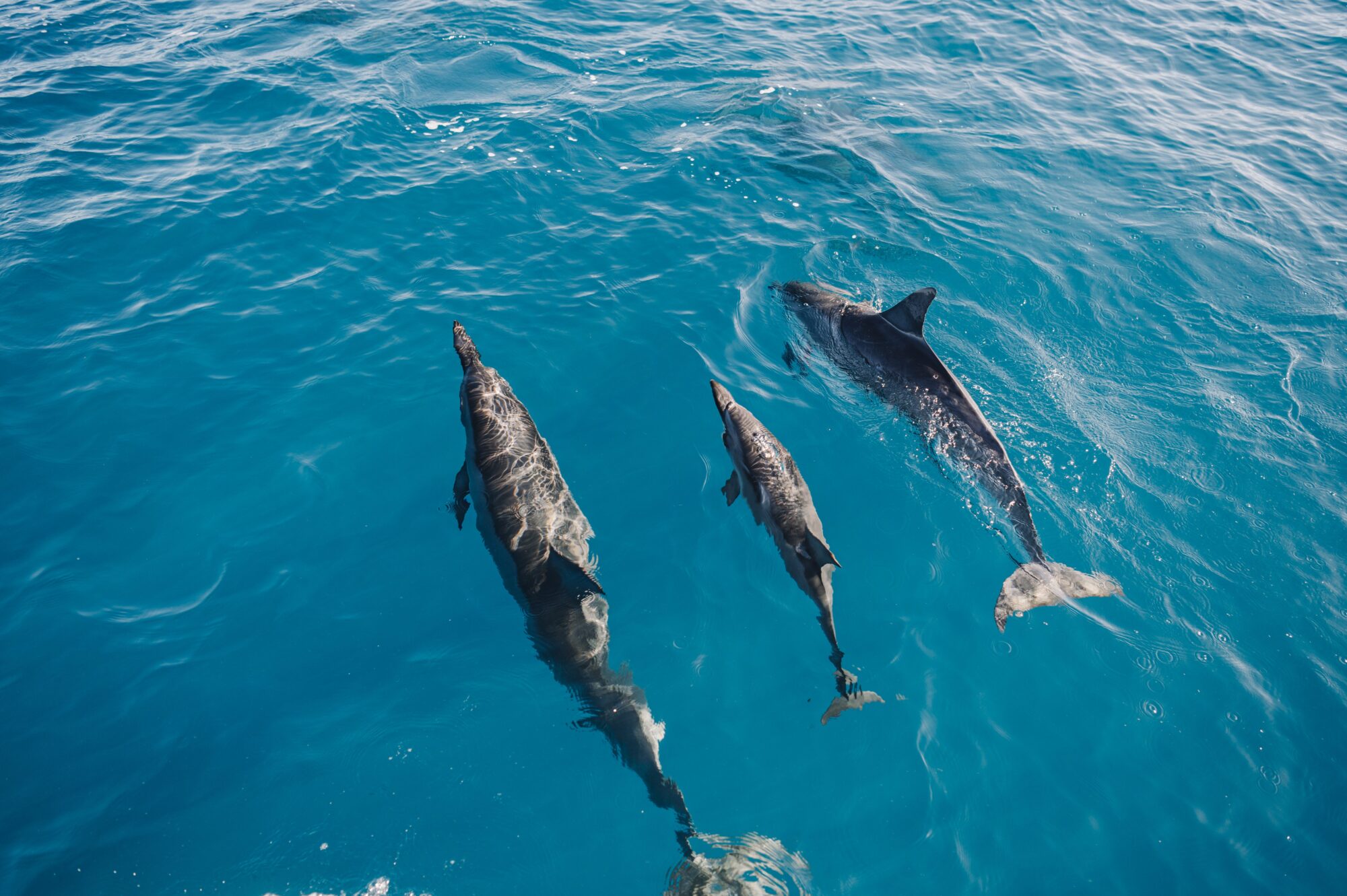 Three dolphins swimming in the crystal-clear blue waters off the coast of Kauai, Hawaii, reflecting the sunlight as they glide through the ocean.